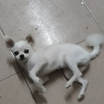 1岁半博美犬