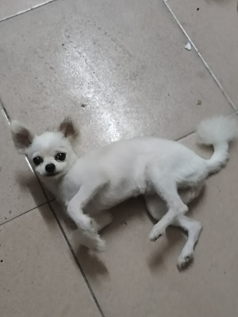 1岁半博美犬