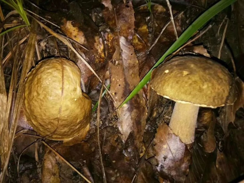 广元青川野生牛肝菌