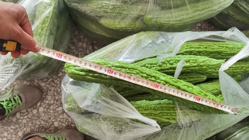 陕西西安油绿苦瓜，露天头茬新鲜上市油绿苦瓜大量上市
