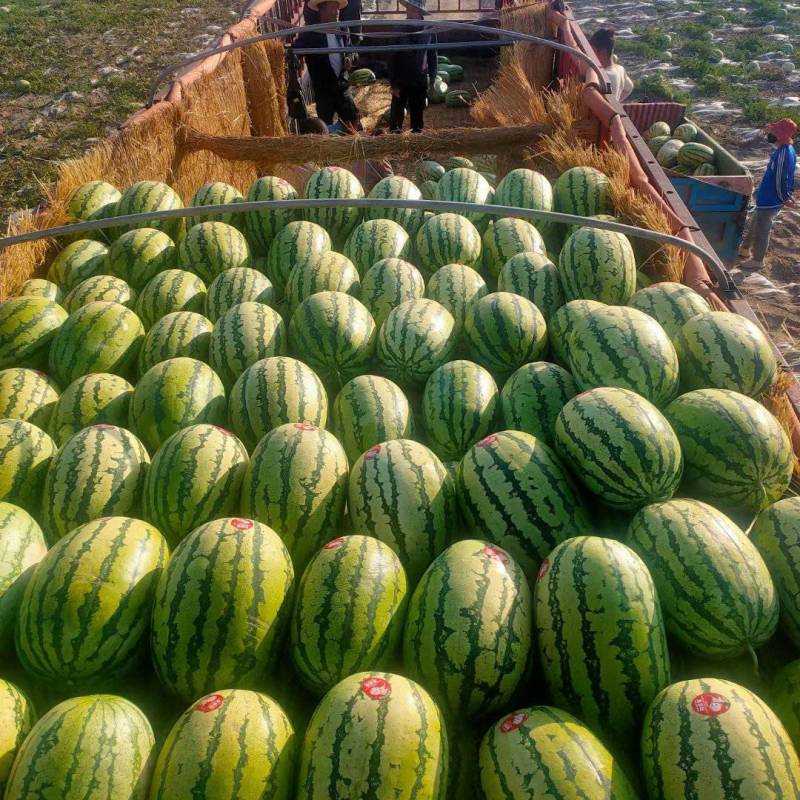 甘肃硒砂瓜石头瓜大量供应糖度14包售后质量三包