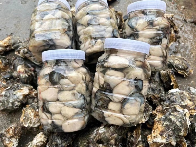 广东潮汕当季生蚝，鲜活肥美，全壳半壳，全国均可发货