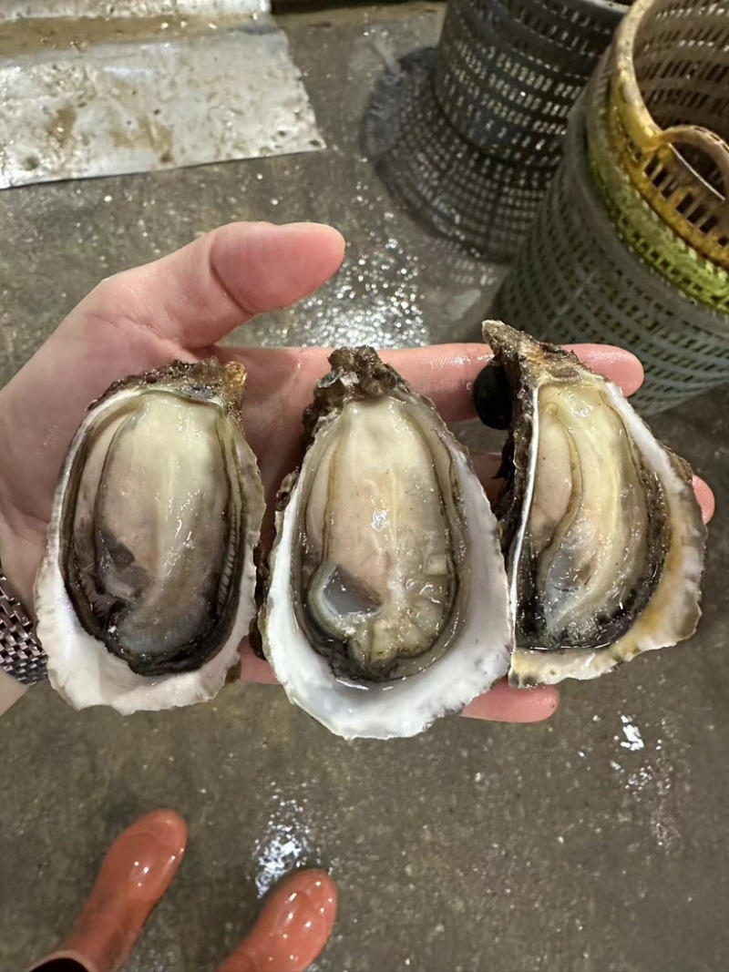 广东潮汕当季生蚝，鲜活肥美，全壳半壳，全国均可发货