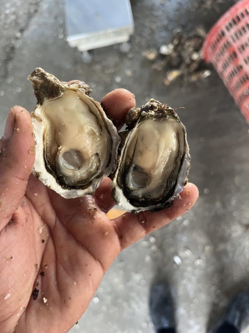 广东潮汕当季生蚝，鲜活肥美，全壳半壳，全国均可发货