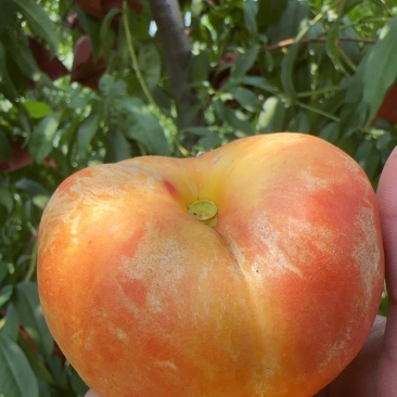 芒果味儿太甜太好吃了😋