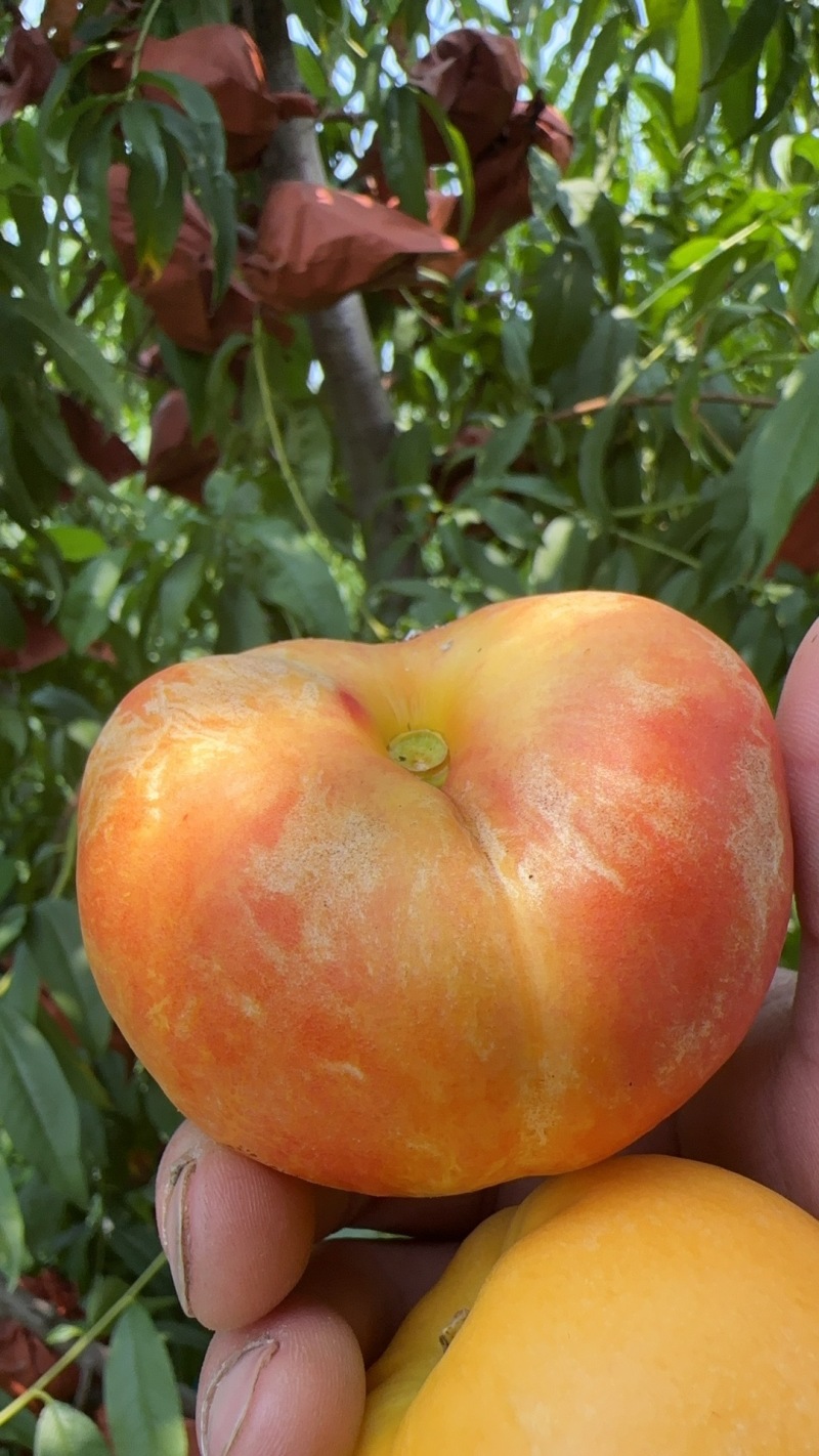 芒果味儿太甜太好吃了😋