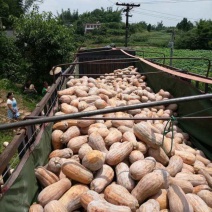 四川乐德本地老南瓜，欢迎大家前来采购，现在大量供应