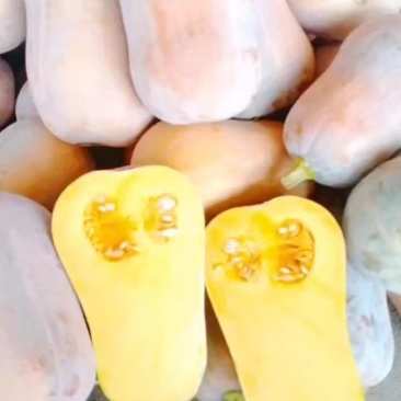 城固枕头板粟南瓜大量供货中！干，面，甜。（日供100吨）