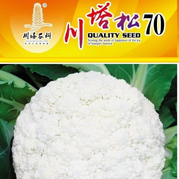 花菜种子川塔松70中早熟小米粒青梗松花菜花球大高产