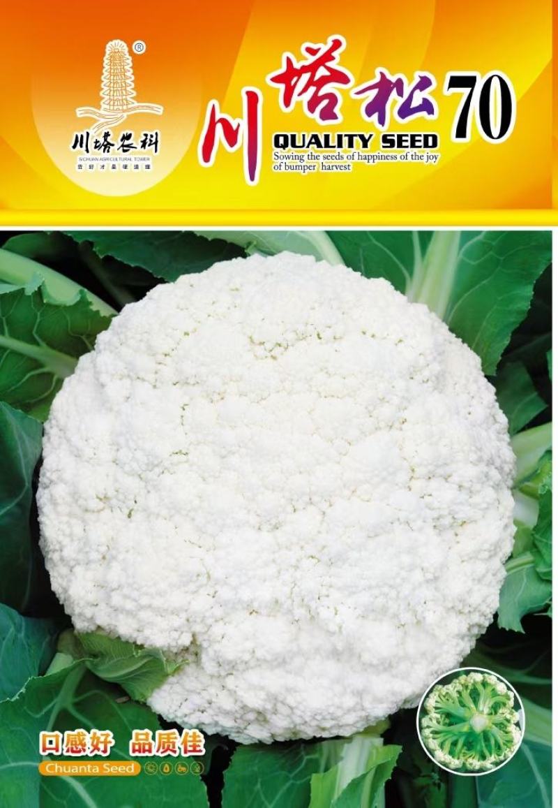 花菜种子川塔松70中早熟小米粒青梗松花菜花球大高产