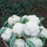 花菜种子川塔松70中早熟小米粒青梗松花菜花球大高产