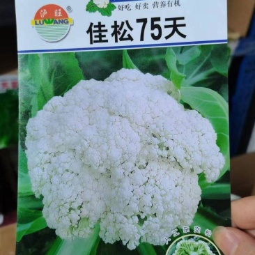 花菜种子佳松75中早熟青梗松花菜杂交一代花球洁白脆嫩