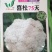 花菜种子佳松75中早熟青梗松花菜杂交一代花球洁白脆嫩