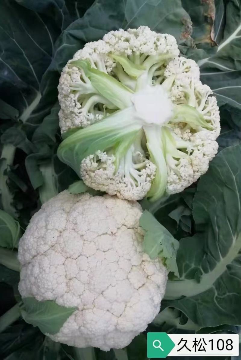 花菜种子佳松75中早熟青梗松花菜杂交一代花球洁白脆嫩