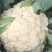 花菜种子佳松75中早熟青梗松花菜杂交一代花球洁白脆嫩