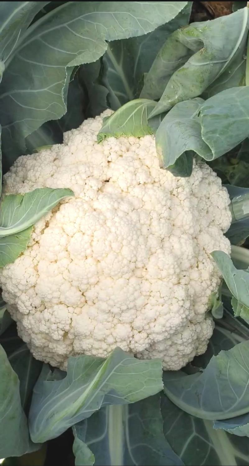 花菜种子佳松75中早熟青梗松花菜杂交一代花球洁白脆嫩