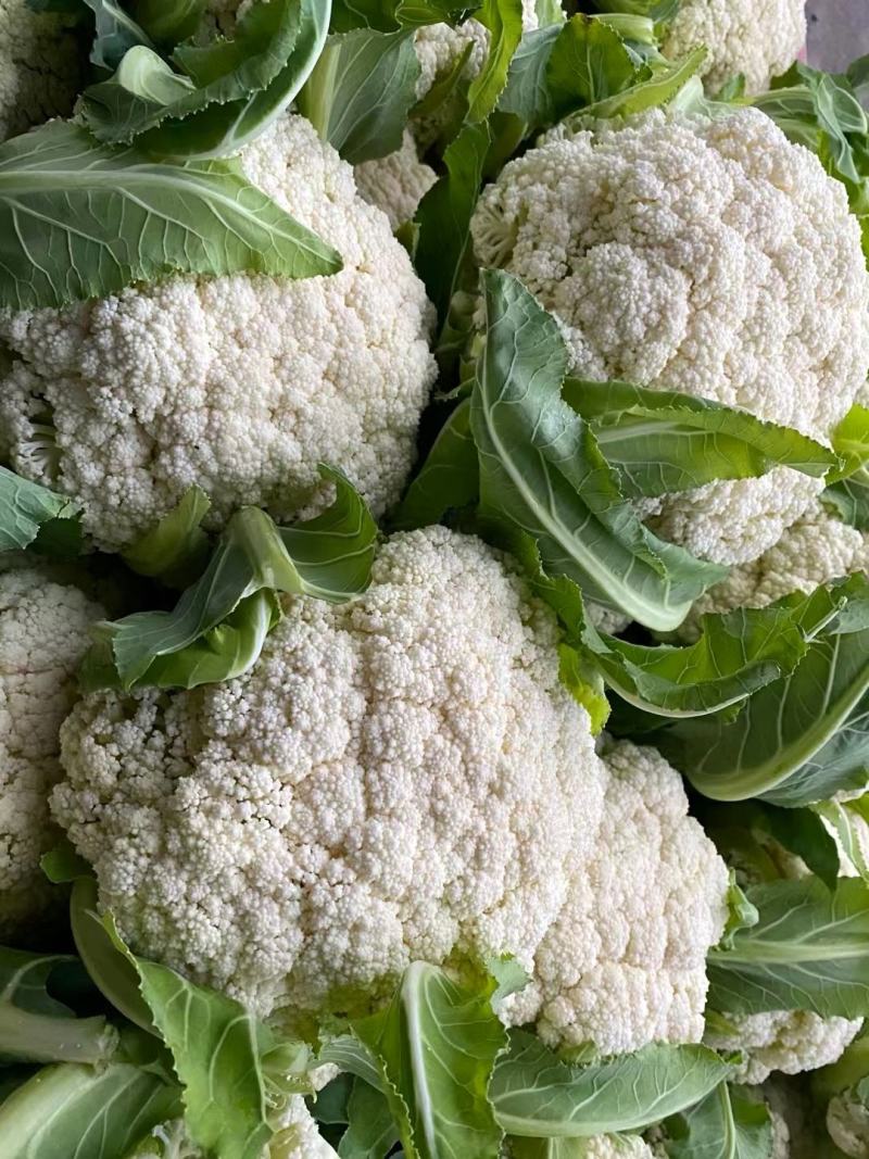 花菜种子佳松75中早熟青梗松花菜杂交一代花球洁白脆嫩