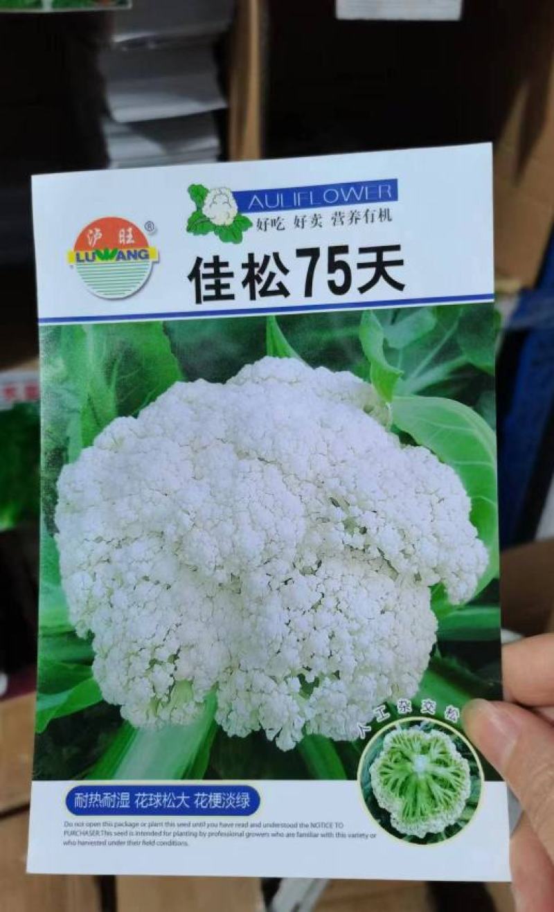 花菜种子佳松75中早熟青梗松花菜杂交一代花球洁白脆嫩