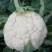 花菜种子佳松75中早熟青梗松花菜杂交一代花球洁白脆嫩