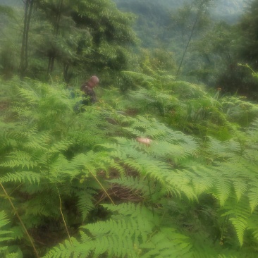 红杆虎耳草，够皮树