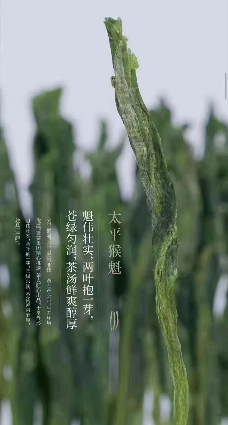 非遗手工茶，特级太平猴魁（一带一路一杯茶）