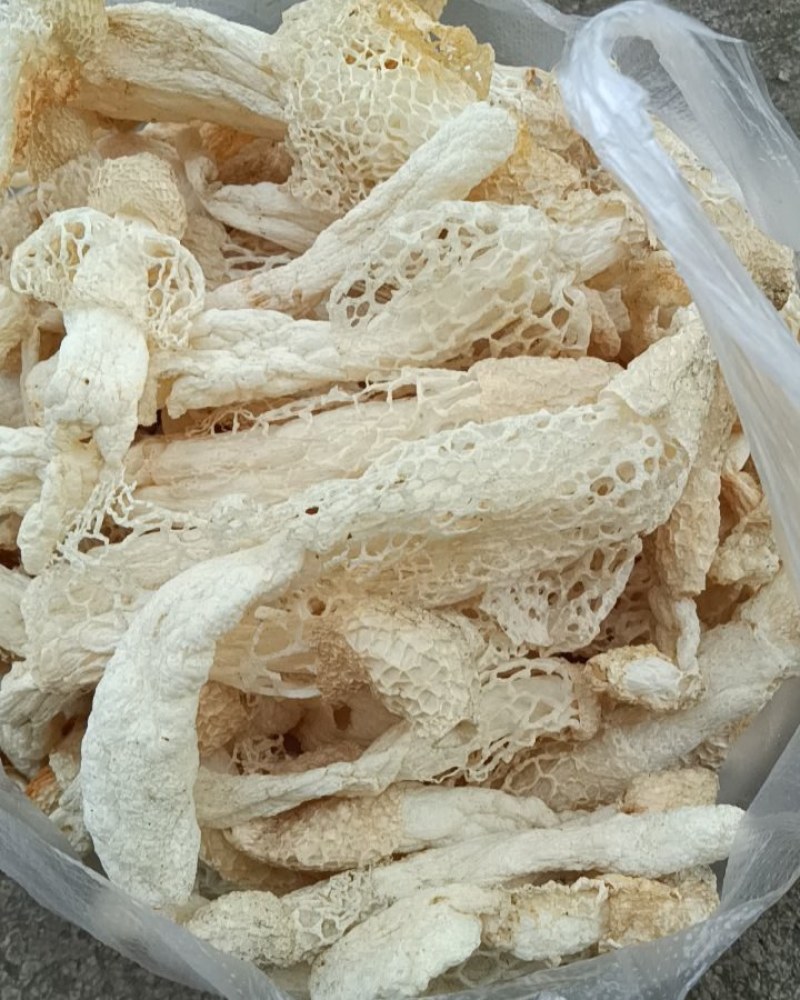 贵州野生竹荪