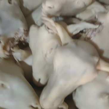 羔羊羊头