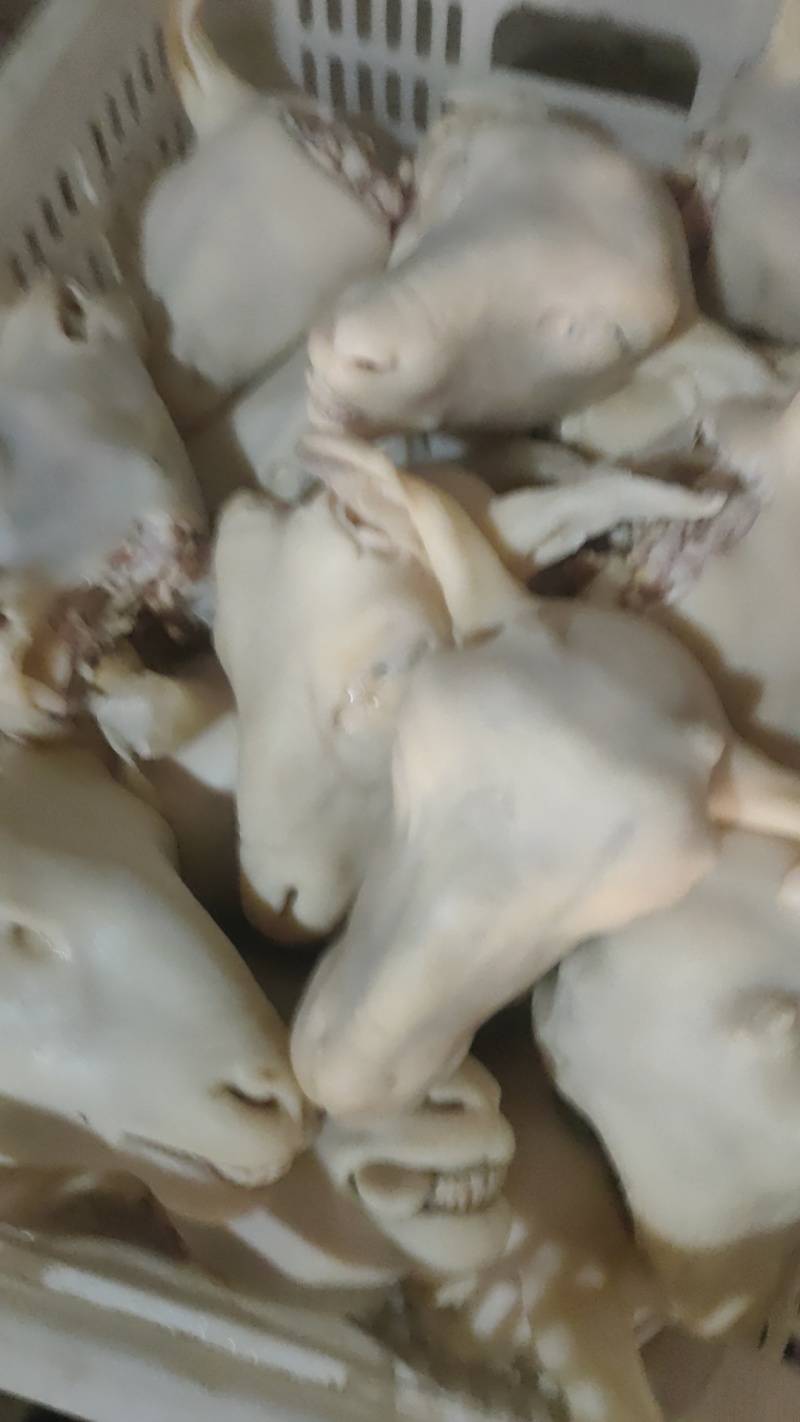 羔羊羊头