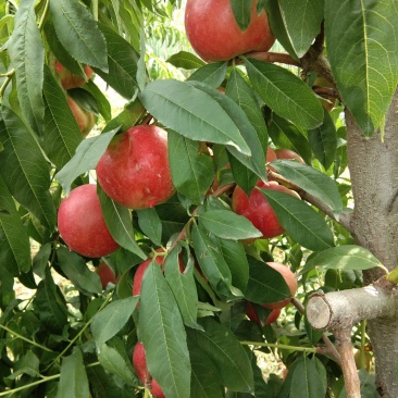 中油20油桃