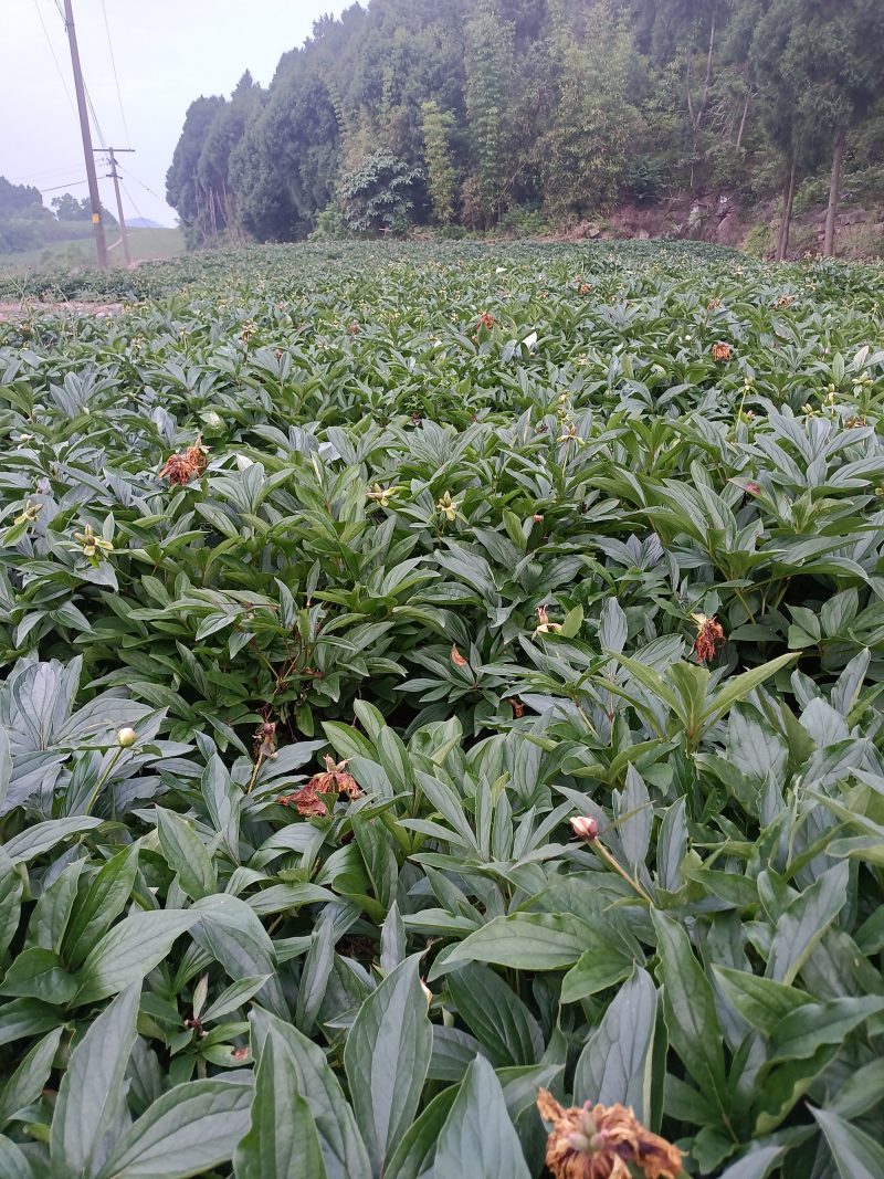 白芍接近产新