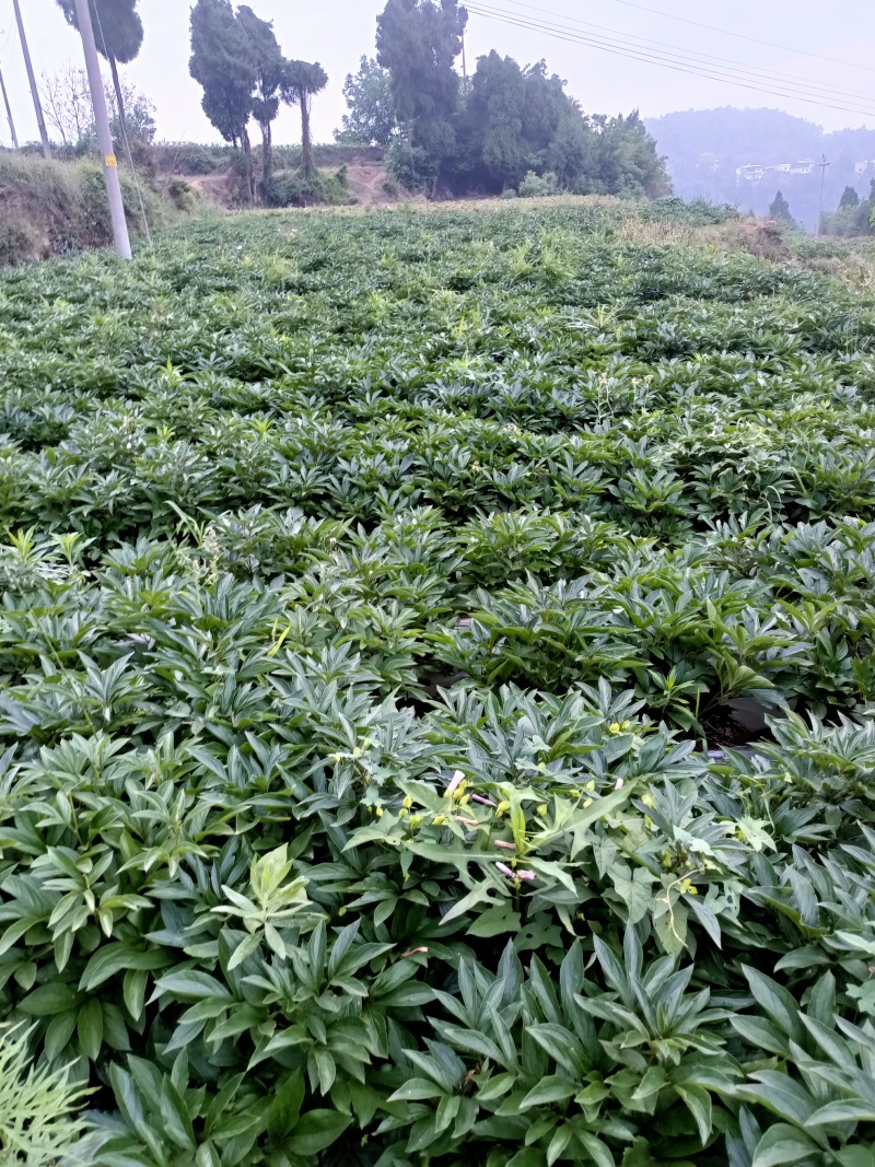 白芍接近产新