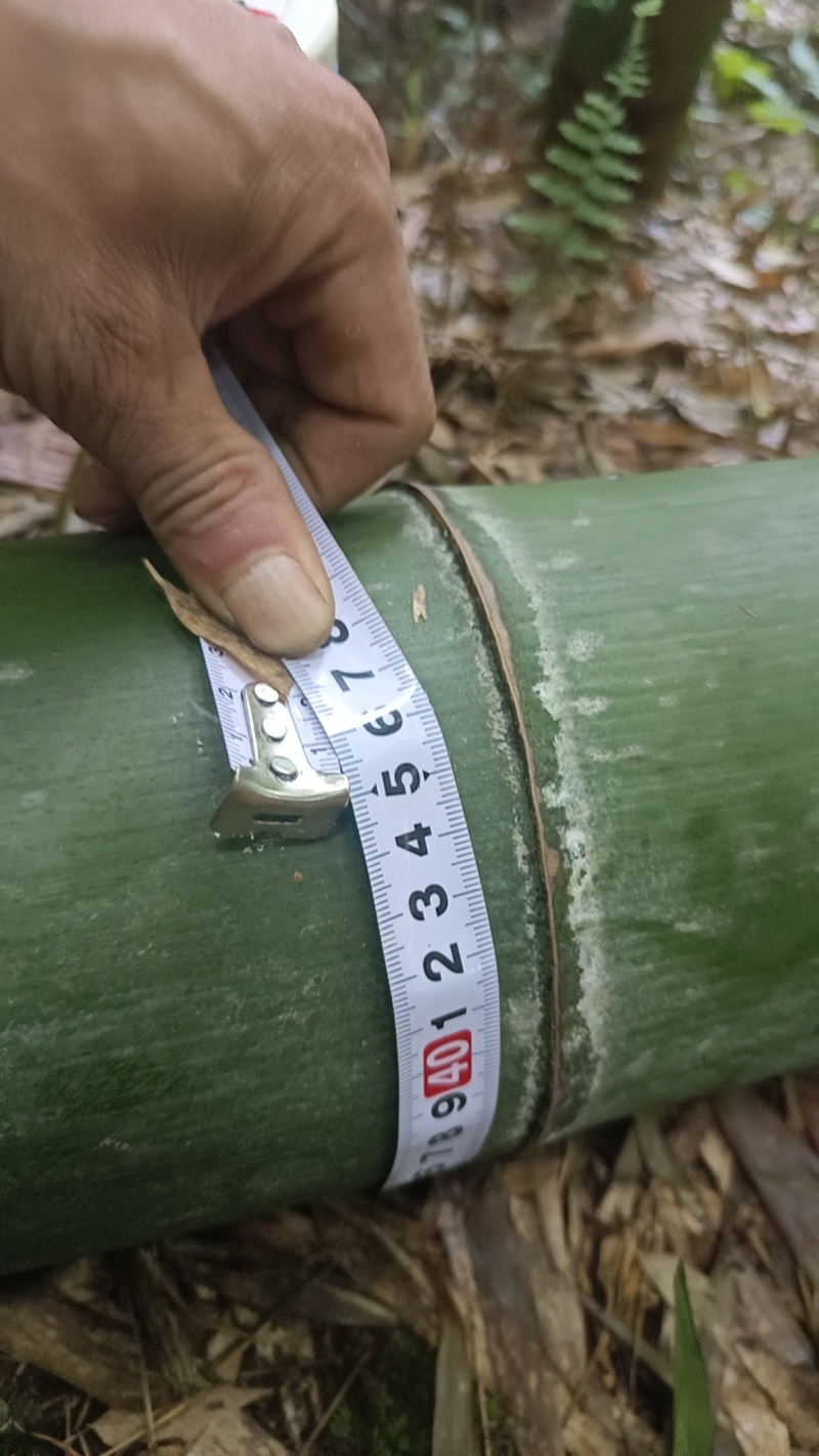 毛竹