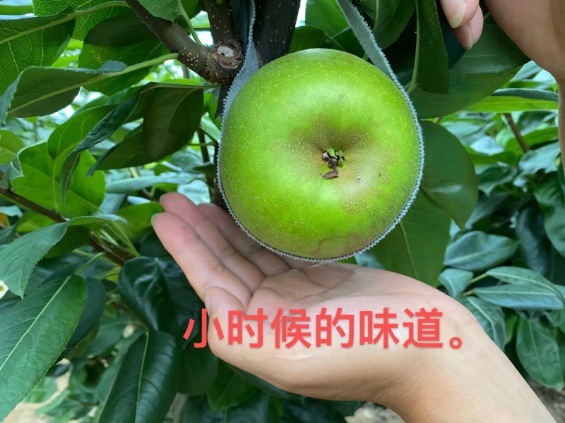 翠冠蜜梨