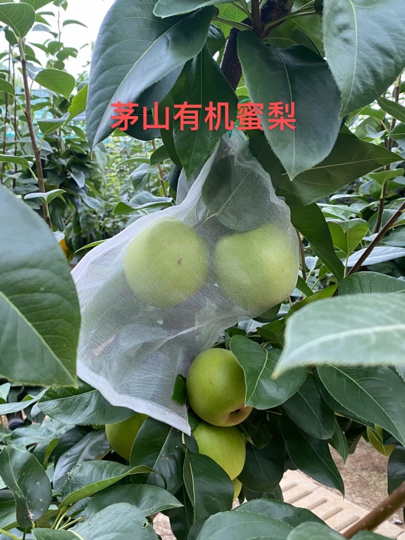 翠冠蜜梨