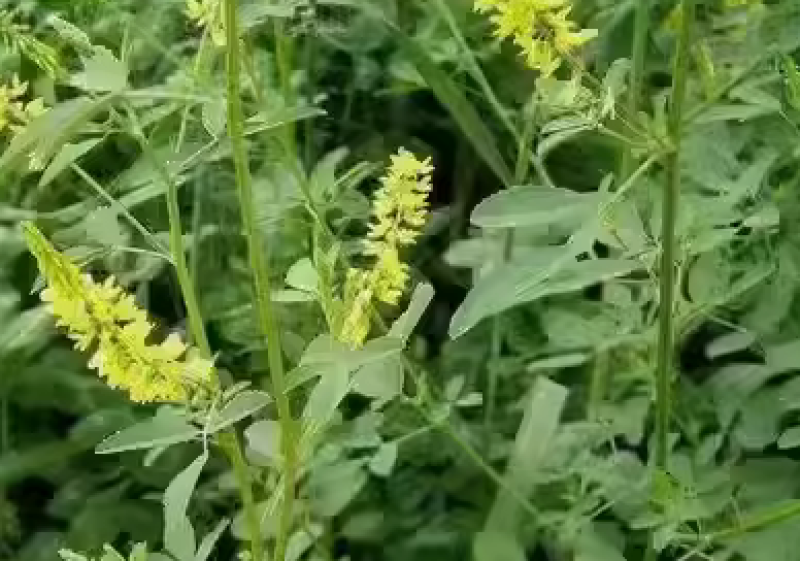 草木樨种子夏季耐旱耐热护坡蜜源植物四季