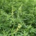 草木樨种子夏季耐旱耐热护坡蜜源植物四季