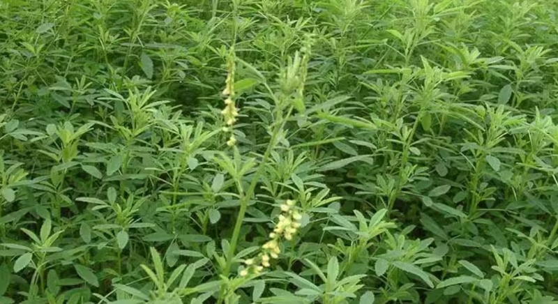 草木樨种子夏季耐旱耐热护坡蜜源植物四季