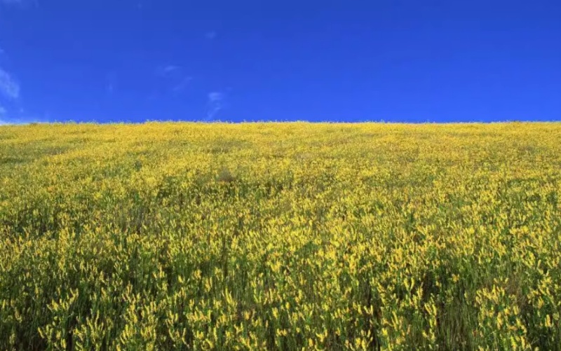 草木樨种子夏季耐旱耐热护坡蜜源植物四季