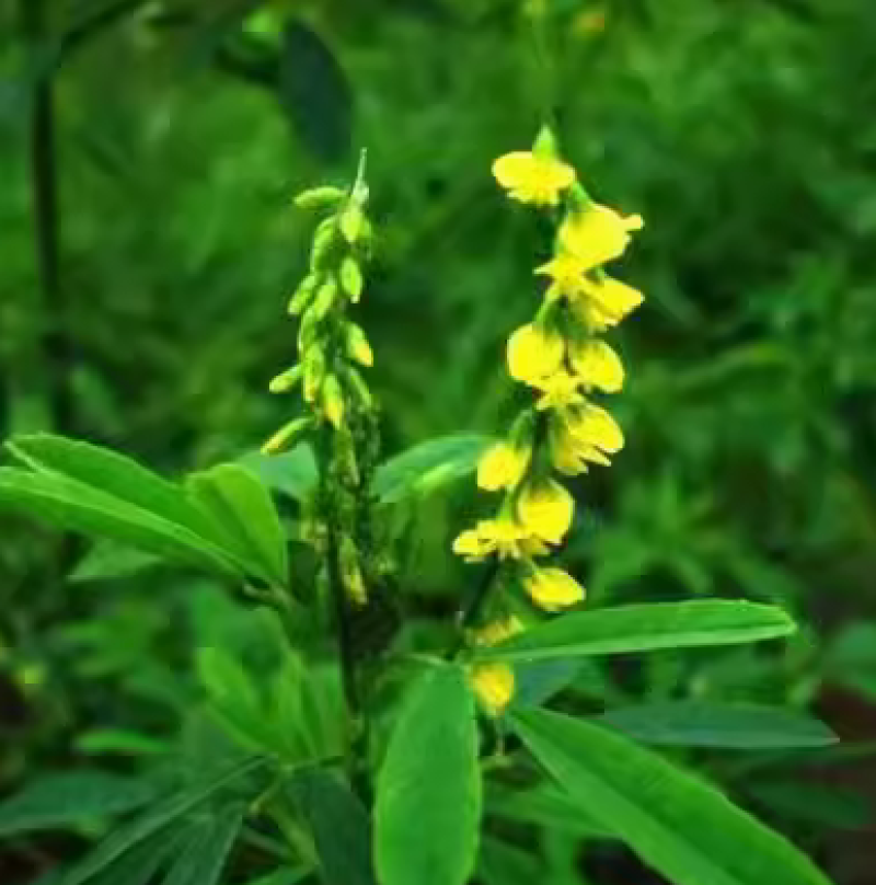 草木樨种子夏季耐旱耐热护坡蜜源植物四季