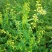 草木樨种子夏季耐旱耐热护坡蜜源植物四季