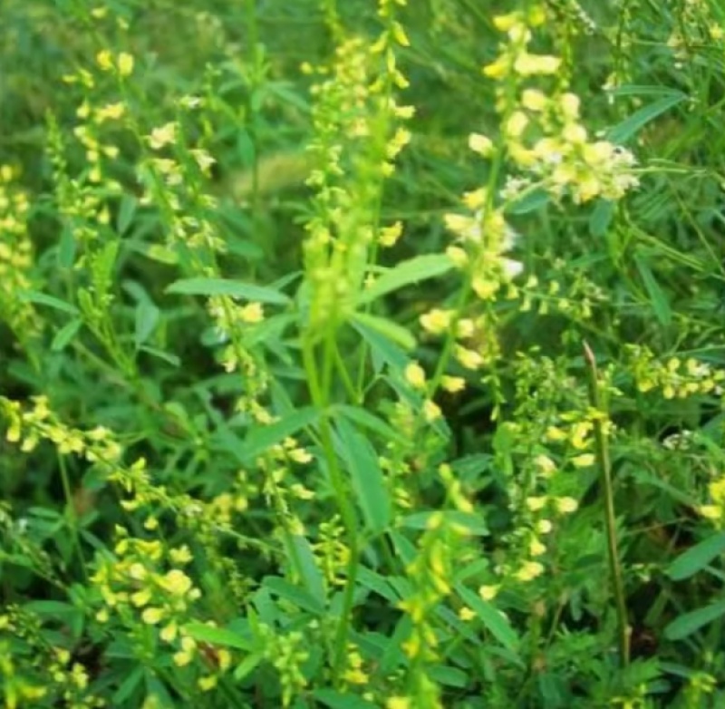 草木樨种子夏季耐旱耐热护坡蜜源植物四季