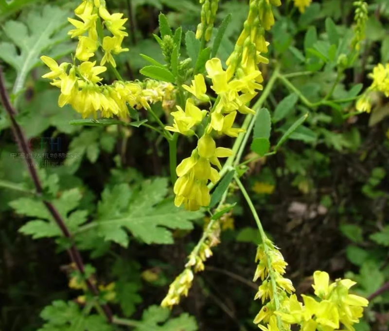 草木樨种子夏季耐旱耐热护坡蜜源植物四季