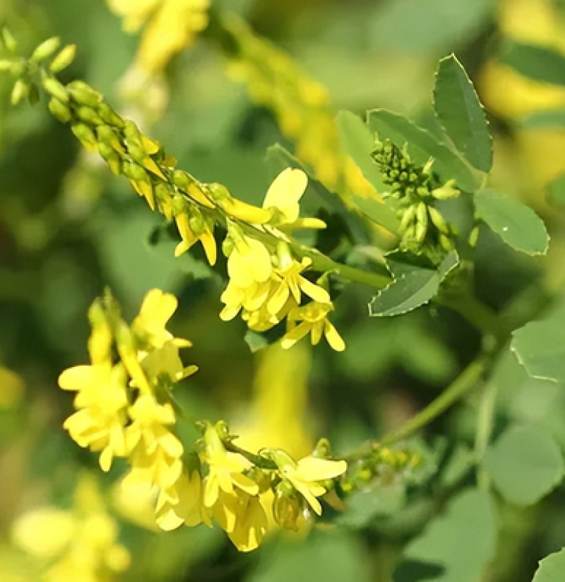 草木樨种子夏季耐旱耐热护坡蜜源植物四季
