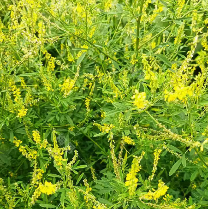 草木樨种子夏季耐旱耐热护坡蜜源植物四季