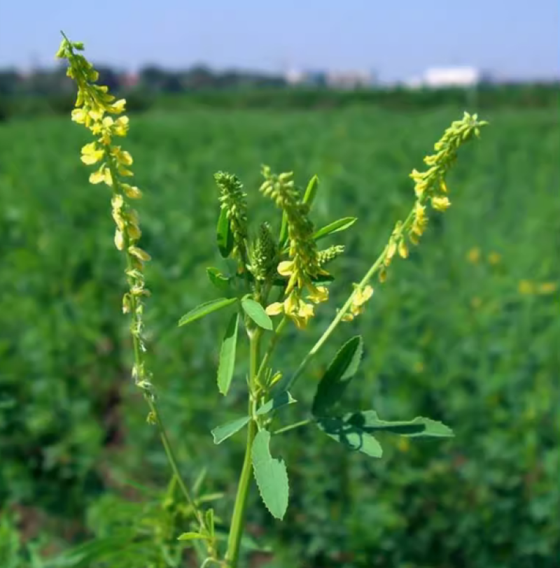 草木樨种子夏季耐旱耐热护坡蜜源植物四季