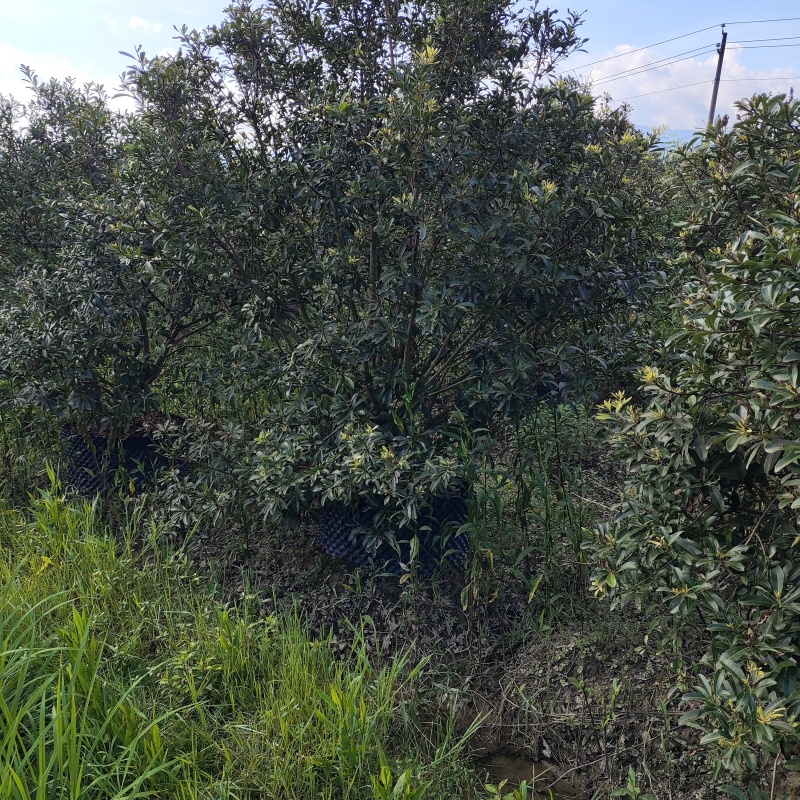 容器杨梅树