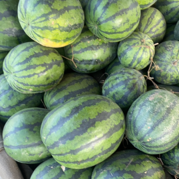 本地荒地西瓜懒汉瓜🍉