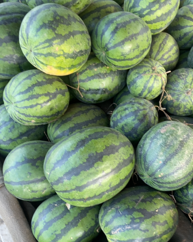 本地荒地西瓜懒汉瓜🍉