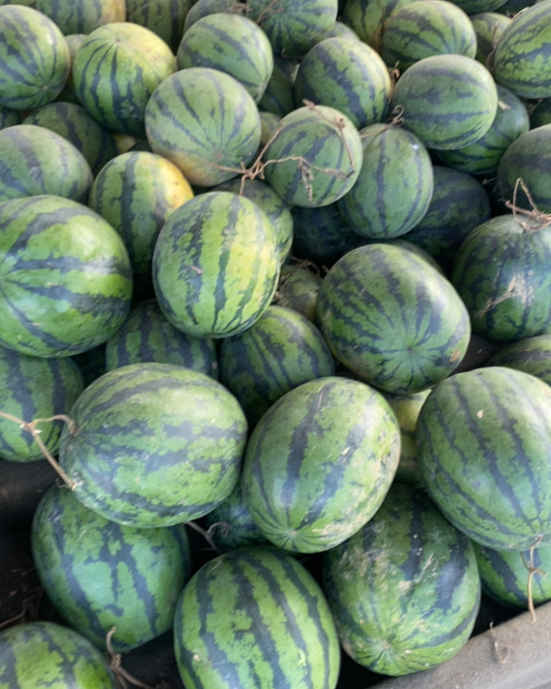 本地荒地西瓜懒汉瓜🍉