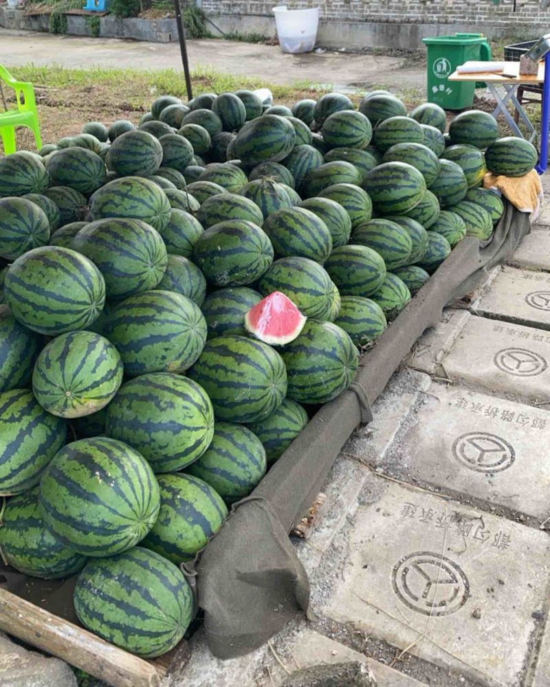 本地荒地西瓜懒汉瓜🍉